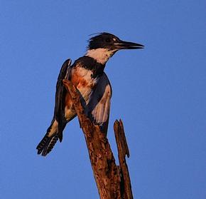 Belted Kingfisher - Shane Blythe