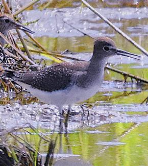 Solitary Sandpiper - Shane Blythe