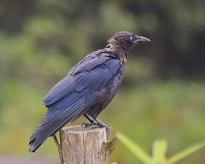 American Crow - Shane Blythe