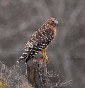 Red-dhouldered hawk - Shane Blythe