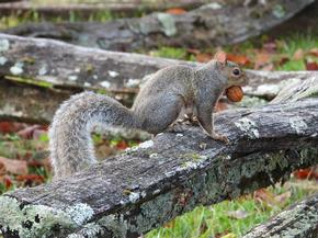 Gray squirrel - Holly Nelson