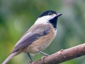 Carolina chickadee - Joe Brewington