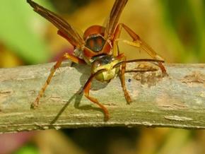 red wasp - Joe Brewington