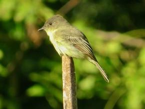 Eastern Phoebe - Joe Brewington