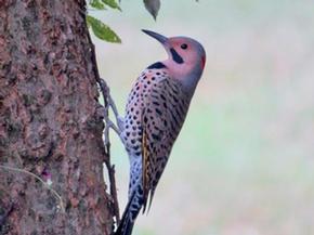 Northern Flicker - Joe Brewington