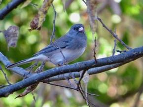 Dark-eyed Junco - Joe Brewington