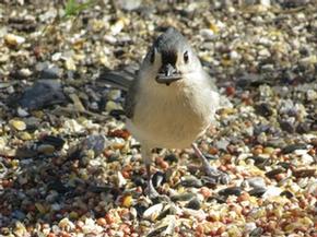 Tufted titmouse - Joe Brewington