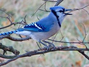 Blue Jay - Joe Brewington