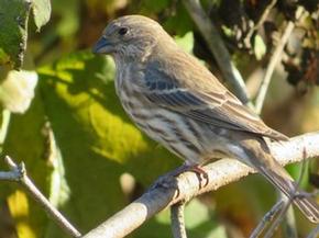 female House Finch - Joe Brewington