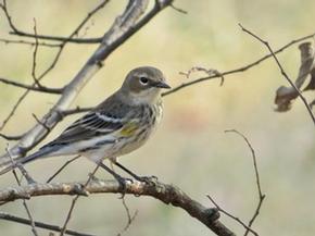 Yellow-rumped Warbler - Joe Brewington