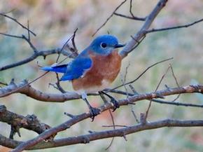 Eastern bluebird - Joe Brewington