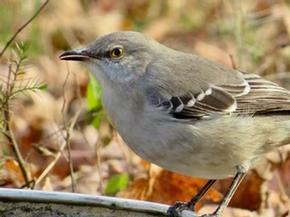 Northern Mockingbird - Joe Brewington