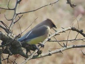 Cedar waxwing - Joe Brewington