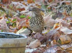 Brown Thrasher - Joe Brewington