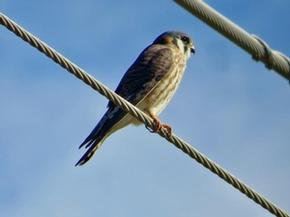 American kestrel - Joe Brewington