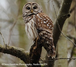 Tennessee's Watchable Wildlife