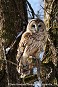 Tennessee's Watchable Wildlife