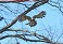 Tennessee's Watchable Wildlife