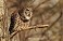 Tennessee's Watchable Wildlife