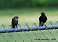 Tennessee's Watchable Wildlife