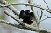 Tennessee's Watchable Wildlife