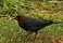 Tennessee's Watchable Wildlife