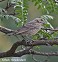 Tennessee's Watchable Wildlife