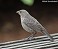 Tennessee's Watchable Wildlife