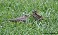 Tennessee's Watchable Wildlife