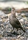 Tennessee's Watchable Wildlife