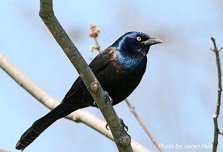 Tennessee's Watchable Wildlife