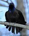 Tennessee's Watchable Wildlife