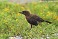 Tennessee's Watchable Wildlife