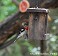 Tennessee's Watchable Wildlife