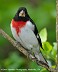 Tennessee's Watchable Wildlife