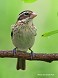 Tennessee's Watchable Wildlife