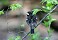 Tennessee's Watchable Wildlife