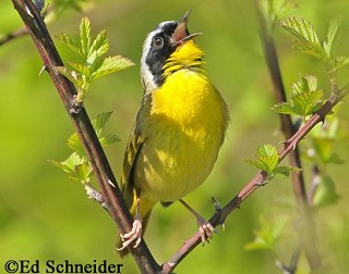 Tennessee's Watchable Wildlife