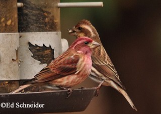 Tennessee's Watchable Wildlife