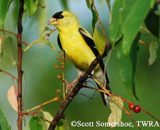 Tennessee's Watchable Wildlife