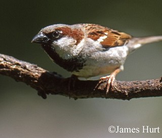 Tennessee's Watchable Wildlife