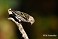 Tennessee's Watchable Wildlife