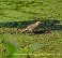 Tennessee's Watchable Wildlife