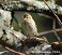 Tennessee's Watchable Wildlife