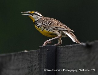 Tennessee's Watchable Wildlife