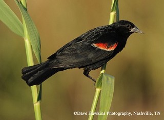 Tennessee's Watchable Wildlife