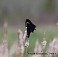 Tennessee's Watchable Wildlife