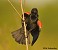 Tennessee's Watchable Wildlife
