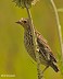 Tennessee's Watchable Wildlife