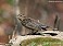 Tennessee's Watchable Wildlife